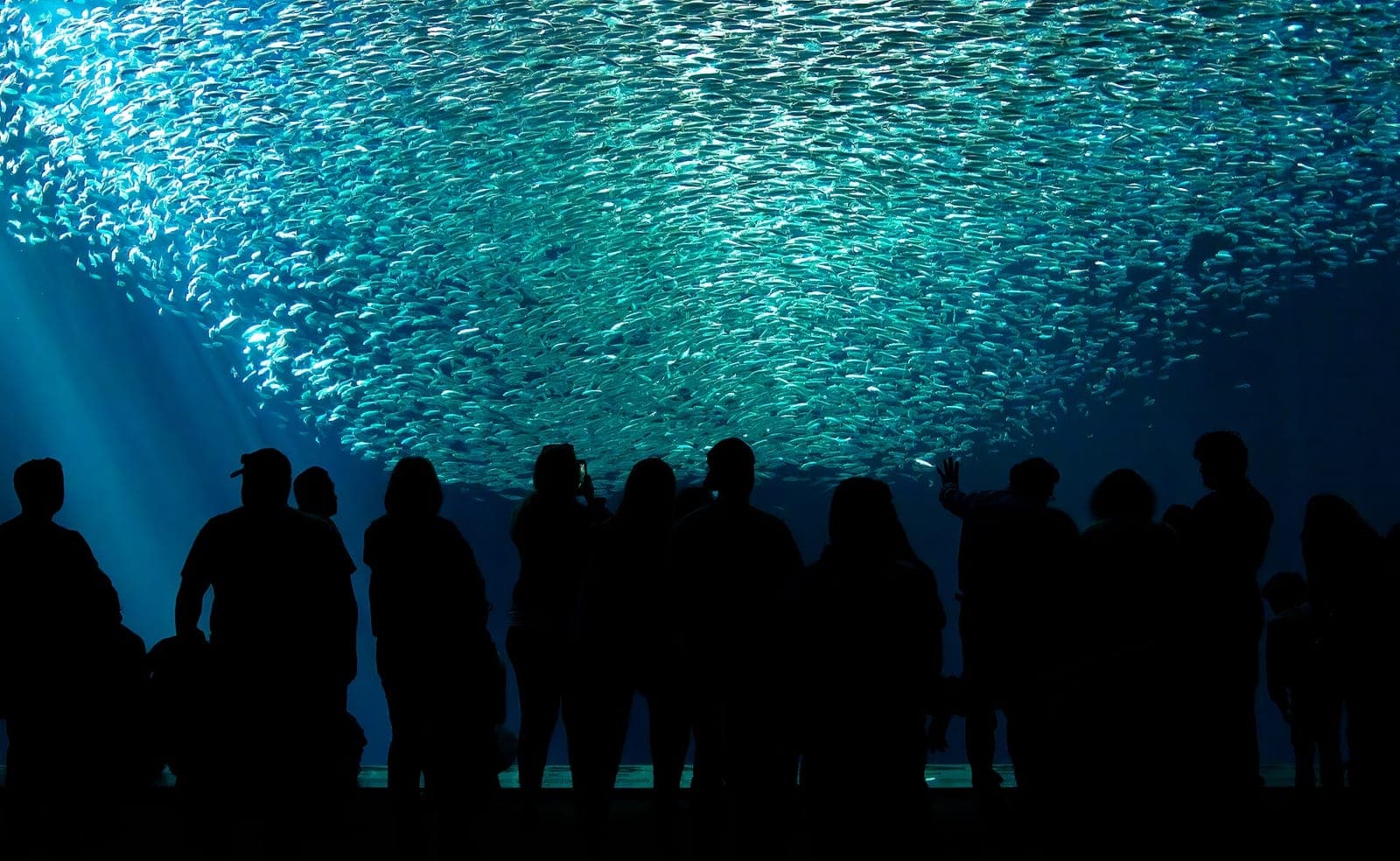 A school of fish in the Open Sea gallery at Monterey Bay Aquarium