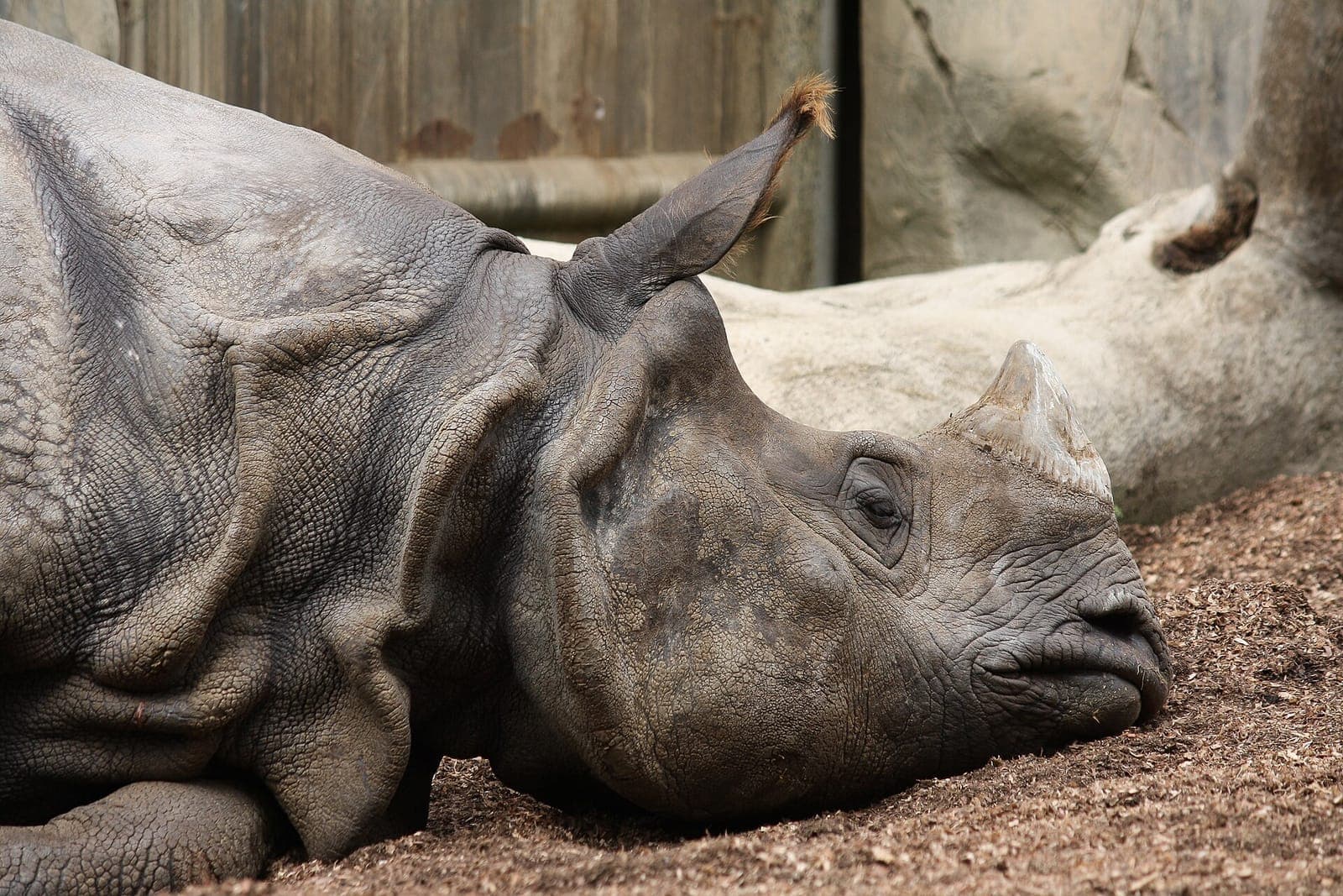 A rhino resting at the San Diego Zoo